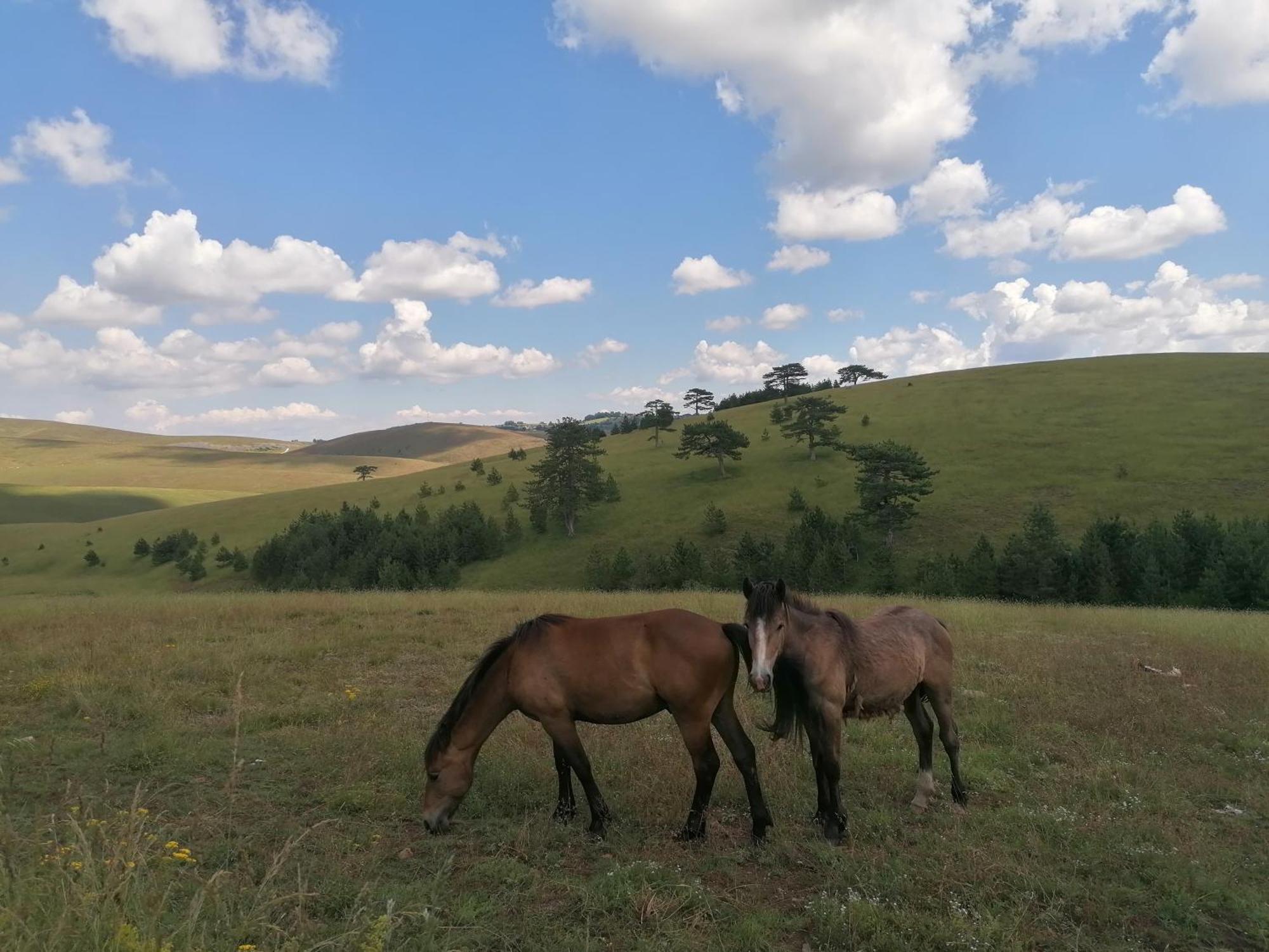 Zlatibor Brvnara Mir Villa Bagian luar foto
